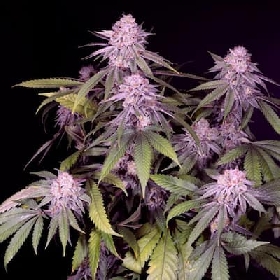 Permanent Marker > Sacred Terps